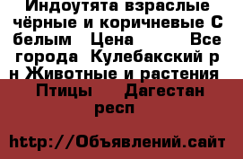 Индоутята взраслые чёрные и коричневые С белым › Цена ­ 450 - Все города, Кулебакский р-н Животные и растения » Птицы   . Дагестан респ.